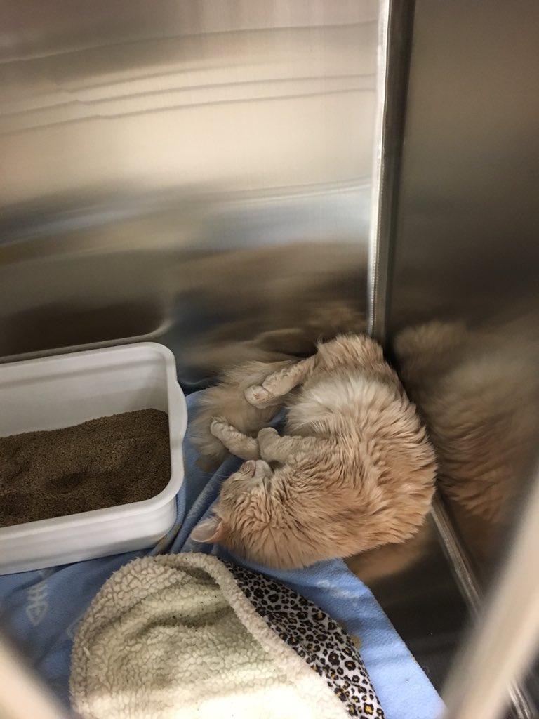 PetSmart Miramichi tweet media