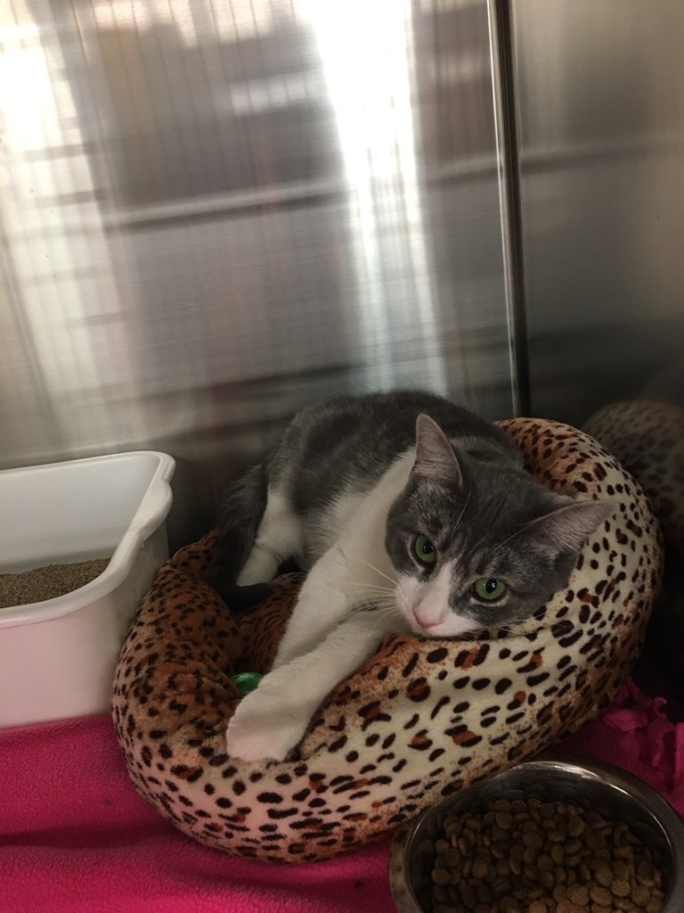 PetSmart Miramichi tweet media