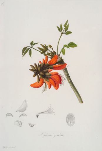 collections_um's tweet photo. TEASER : 🎶🎼there's something in the air...
Something like flowers smell #teaser #wip #worlwidedayofbotanicalart #botany #botanique #exhibition #exposition #collectionsuniversitaires #universityheritage #patrimoine #heritage #art #velin #nodeveran #workinprogress https://t.co/qDc6Q1Ggv4