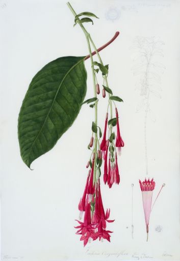 collections_um's tweet photo. TEASER : 🎶🎼there's something in the air...
Something like flowers smell #teaser #wip #worlwidedayofbotanicalart #botany #botanique #exhibition #exposition #collectionsuniversitaires #universityheritage #patrimoine #heritage #art #velin #nodeveran #workinprogress https://t.co/qDc6Q1Ggv4