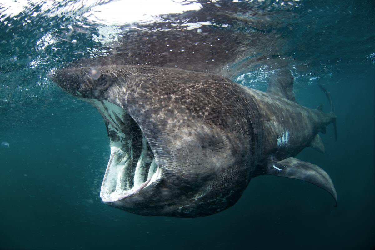 Fl Marine Science Ed On Twitter It S Endangeredspecies Day And