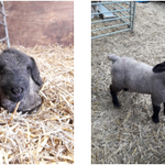 Photo by Church Farm, Ardeley (@ChurchFarmAR)