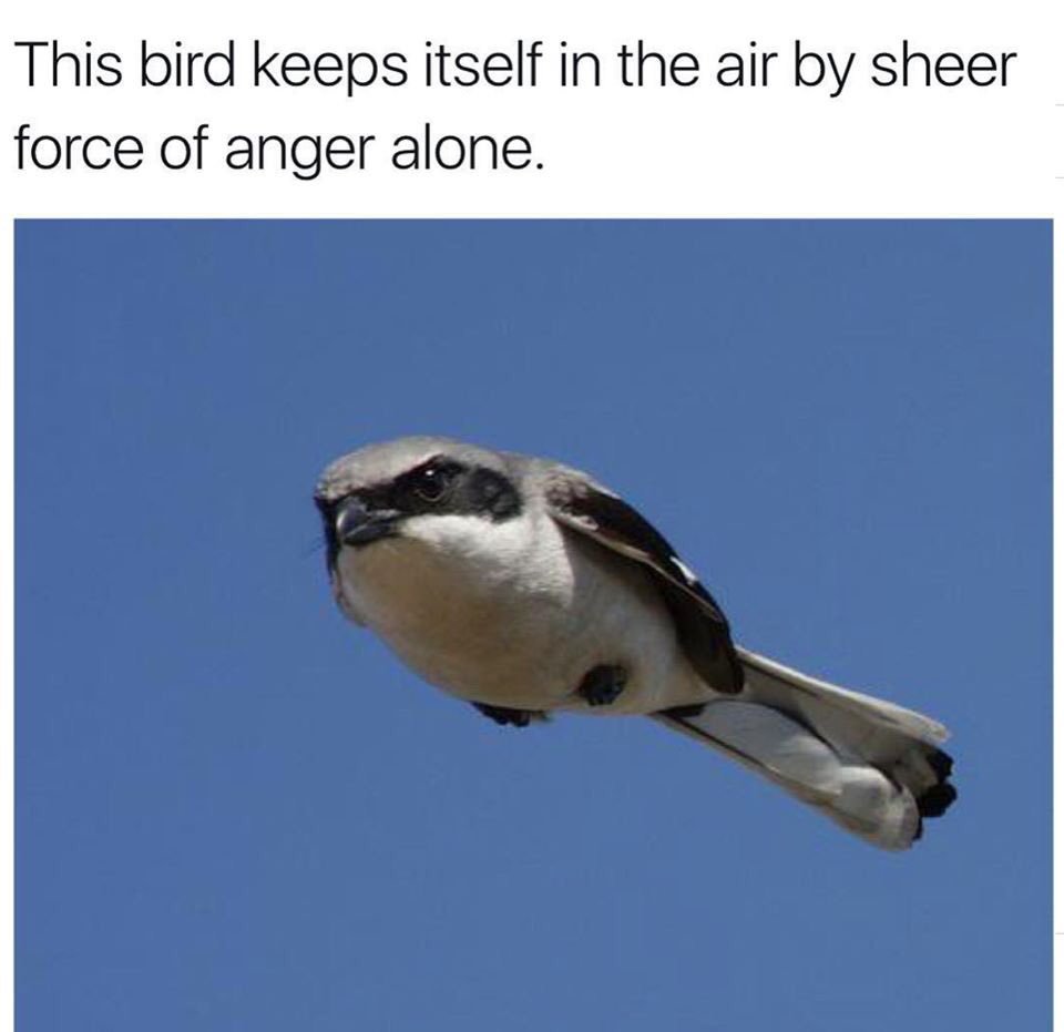 hoofedflame's tweet photo. If @AngriestPat was a bird https://t.co/6ZfOtsn5Ka