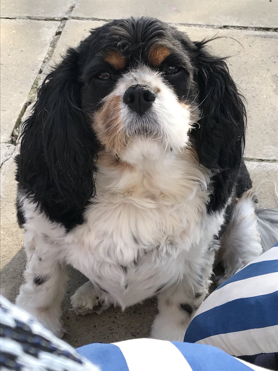 YoungWidow1's tweet photo. On the other plus side I absoloutley love my dog even as she sits there judging when I’m going to feed her again!! https://t.co/yyGAgHjgDA