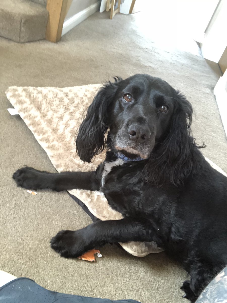 LewisHOOD_'s tweet photo. Got a delivery when a wasnt in so the drivers put a note through the door n Alfie has tore the note up about where he’s left it😂😂 but how can Ye shout at him when he does this😂🐶♥️ https://t.co/IFMy4TylwN