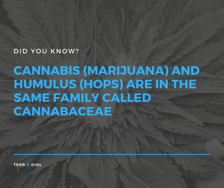 TerradiolNY's tweet photo. Did you know? #cannabis #hops #medicalmarijuana #marijuana #samefamily https://t.co/NqjO8rUwDQ