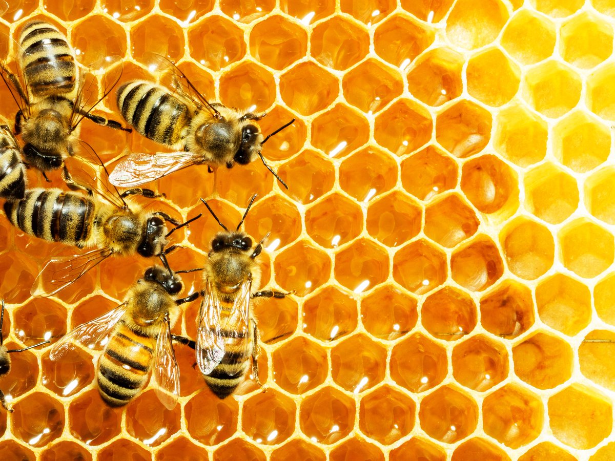 En 2017 <a href="/ONU_es/">Naciones Unidas</a> declaró el 20 de mayo como #DíaMundialdelasAbejas 🐝🐝🐝 para reconocer la contribución y el papel fundamental que desempeñan las #abejas y otros #polinizadores 🦋🕊🦇 en la producción sostenible de alimentos y la nutrición. ow.ly/kXLO30k46xn