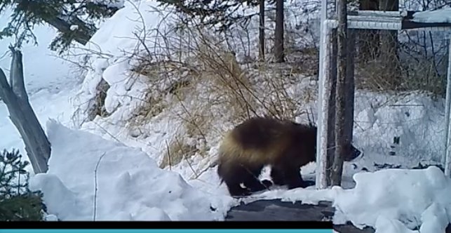 AltaWolverine's tweet photo. How do you live trap a wolverine? Very, very carefully! 
Check out this neat video clip
https://t.co/3raK4OXECW https://t.co/nw9hDqACj6