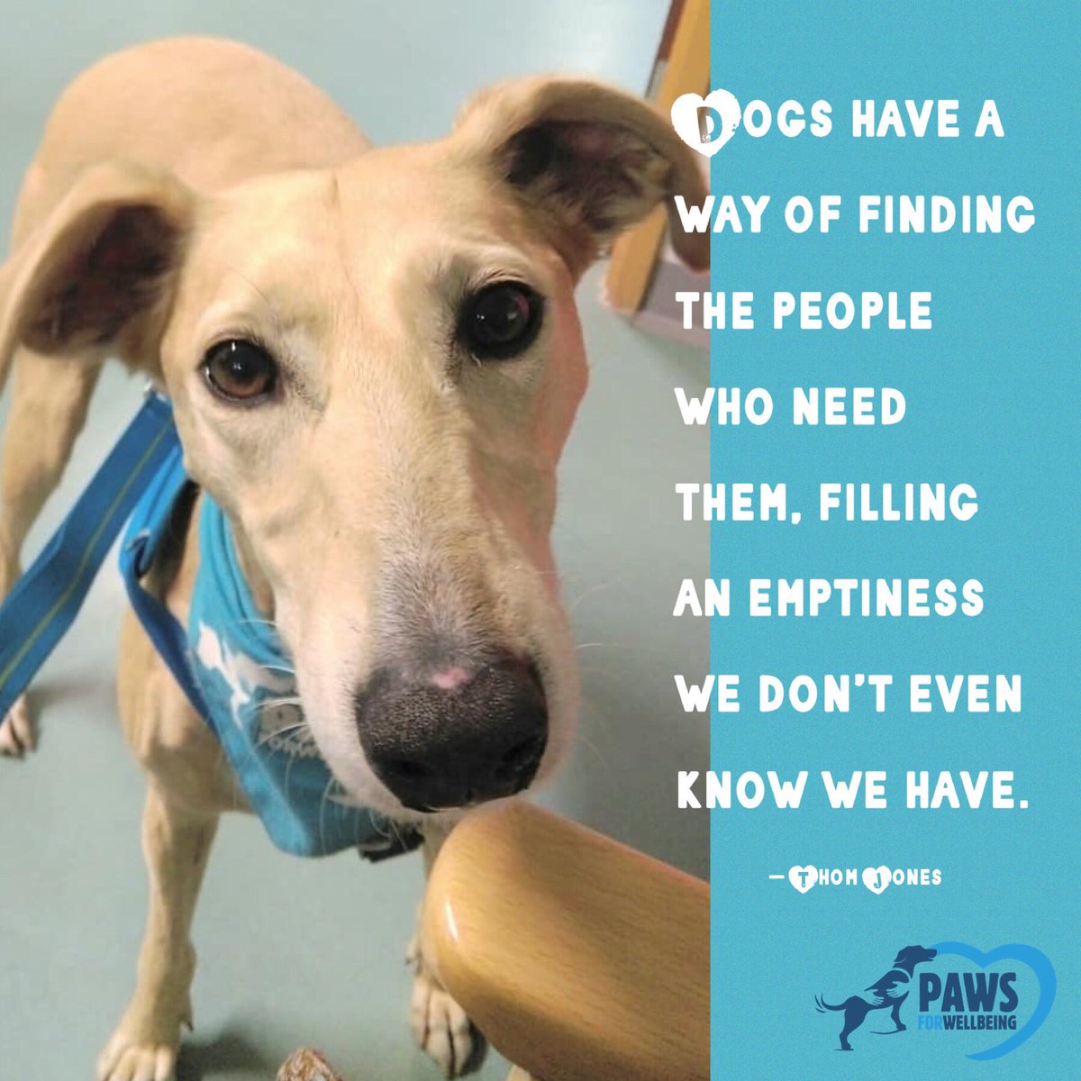 #Bristol #AnimalAssisted #Wellbeing #EndLoneliness