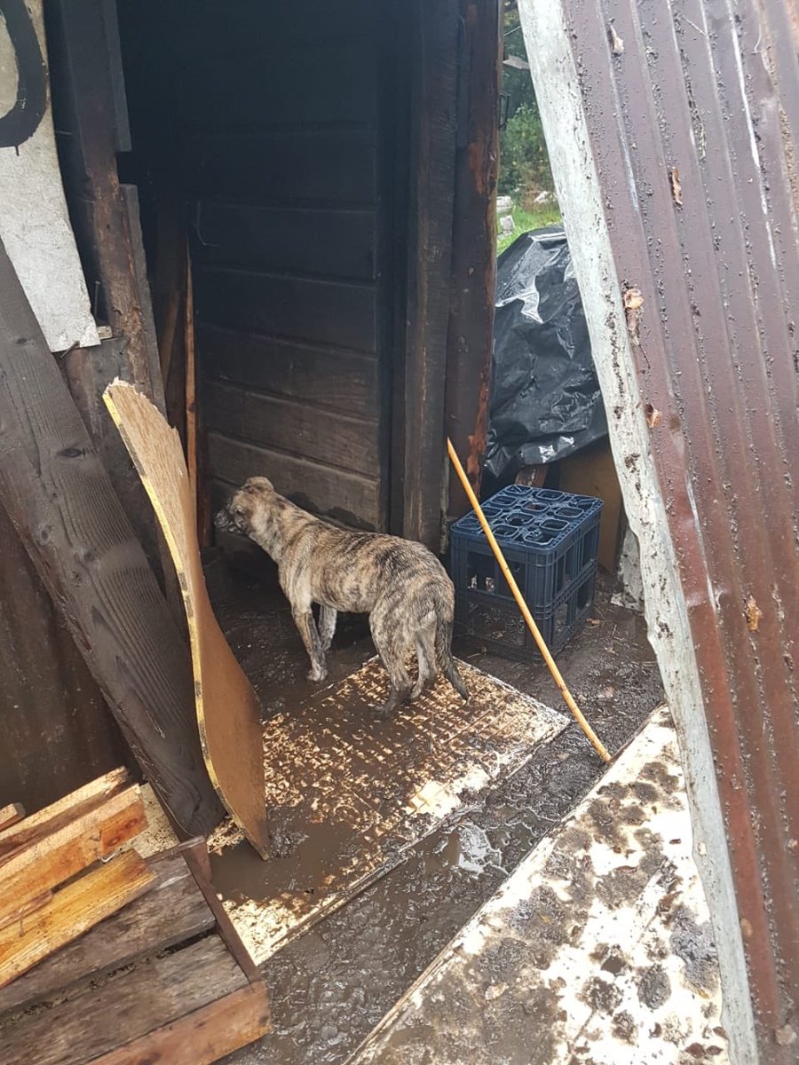 Regia_Pam's tweet photo. Camino a panguipulli, a 1 Km del camino a Licanray vive un anciano inválido, en condiciones que no se considera digno para el ser humano. Sin luz, sin baño, en el barro, su cama toda mojada, el lugar no es suyo 
#ChileLoHacemosTodos 😢🙏
@munivca_py https://t.co/3cMCJtdsaQ