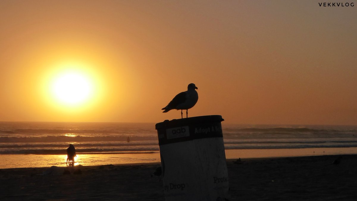 VekkVlog's tweet image. #vekkvlog #losangeles #california #venicebeach #sunset #gabbiano #oceano #tramonto #beach #spiaggia #sabbia #mare #ocean #panasoniclumix #panasonicitalia #tz70 #picoftheday #moodoftheday #fotodelgiorno #sognoamericano #americandream #coasttocoast #route66 #santamonica #westcoast