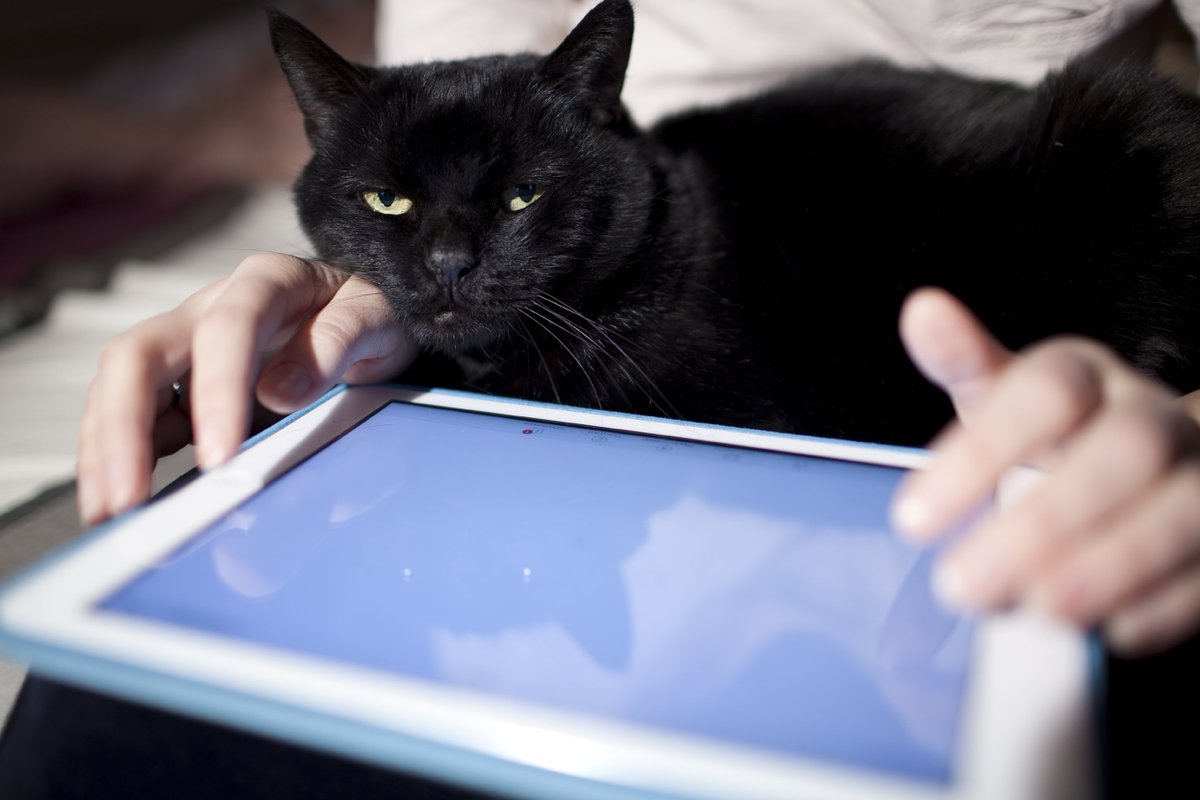 AnyUKVet1's tweet photo. This might seem an odd piece to write for a pet website – you’ve successfully got to this website so surely you’re doing ok when it comes to using the internet?... It can be REALLY hard to know what’s safe and what’s not. 
#Blog #Pet #Internet #Safety https://t.co/RbQ24qwrA9 https://t.co/SKpu7Cs6R9