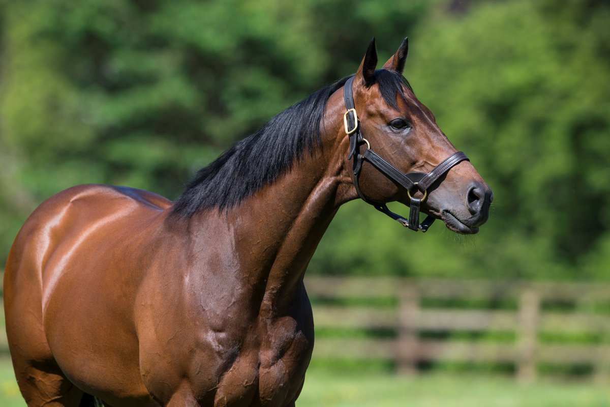 AgaKhanStuds's tweet photo. Yet another 3yo winner for #SeaTheStars as his son Al Muffrih broke his maiden at @NewburyRacing today, his first start this year and the second outing of his career. #Sireonfire #Sourceofwinners https://t.co/sCeyyiFldz