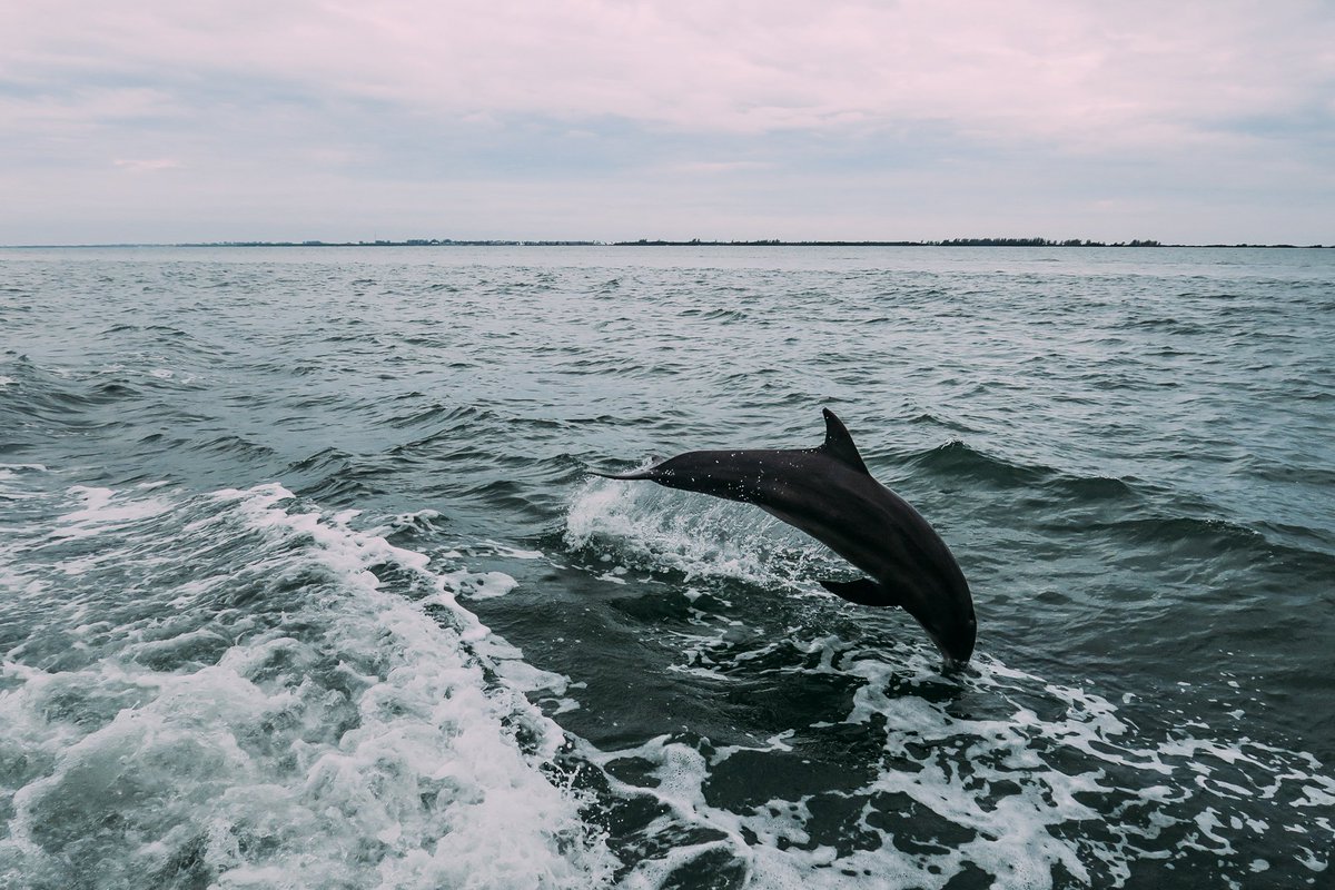 irefmag's tweet photo. Vergangene Woche sind wir in Fort Myers auf den @captivacruises frei lebenden Delphine begegnet. Eine besondere Erinnerung die wir für immer in unsere Herzen tragen werden. 💕🐬💦 #irefDiscover | @FtMyersSanibel | #ftmyerssanibel |@captivacruises https://t.co/y9yEFoaZn5