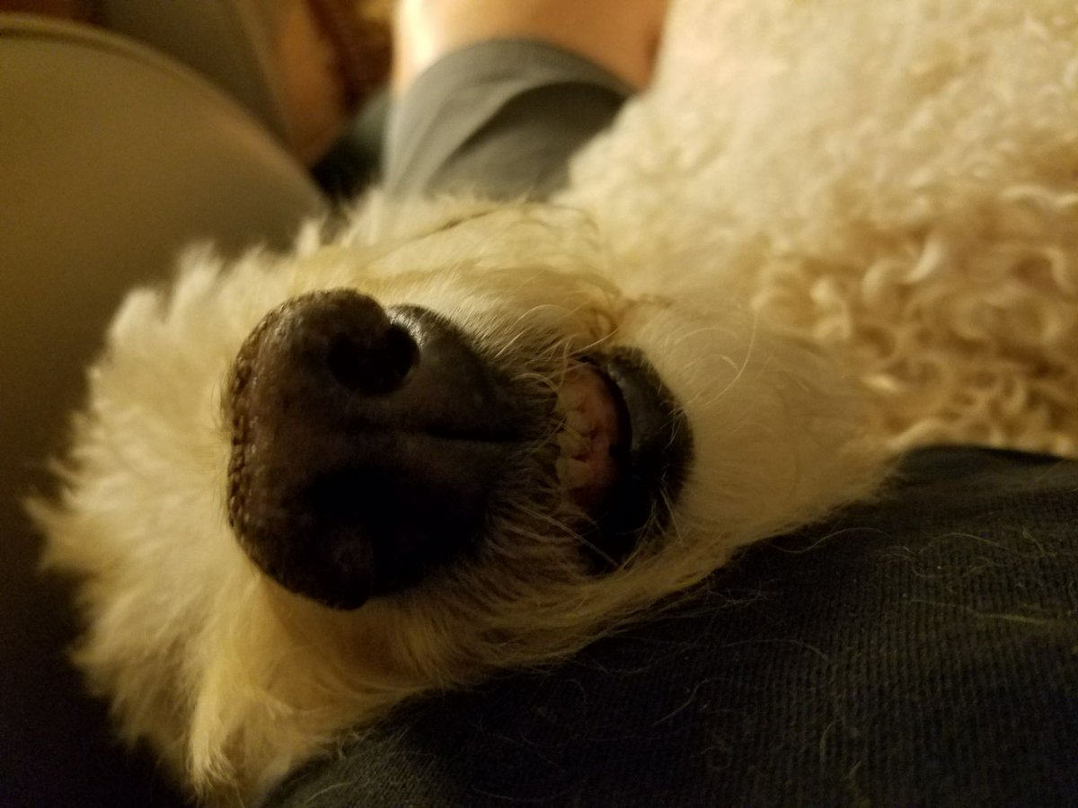 BrBeveridge's tweet photo. Please enjoy this doggy snout #doglovers 🐶 https://t.co/c5ramVhRne