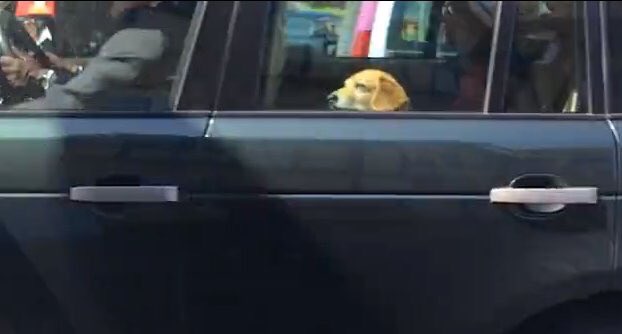 BLACKLIVESMATTER tweet media