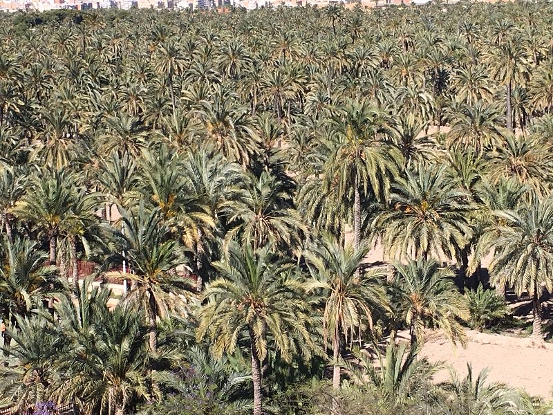 GYMinmobiliaria's tweet photo. Elche, la ciudad que queremos 🌴Palmeral d'Elx .
Feliz finde
#Elche #Patrimoniodelahumanidad #palmeraldeeuropa #visitelche #elcheinterminable #garriguesymallebrera #inmobiliaria #finde https://t.co/f1yFqwL0Bt