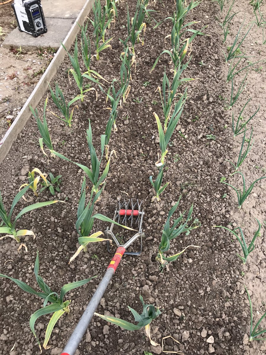 Forgot how satisfyingly easy this wolf tiller is for weeding 😀