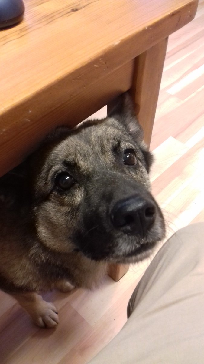 HappyDogsDagis's tweet photo. Två hundar fyller år idag.

Tuva, 7 år.

Wille, 5 år.

Grattis från oss alla! https://t.co/SezX0DEPuW