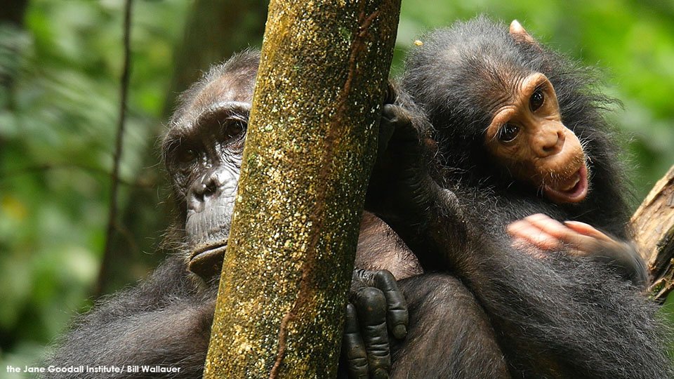JaneGoodallInst's tweet photo. "Can we overcome apathy? Yes, but only if we have hope." - #JaneGoodall
You CAN do something to protect endangered species, today &amp; every day.
Find out how: "The Greatest Danger to Our Future is Apathy for Endangered Species" https://t.co/96MMw0szHP #EndangeredSpeciesDay https://t.co/WNONLHEFRw