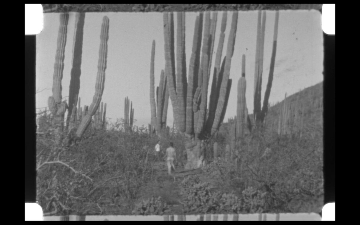 PRSRV_UCLA's tweet photo. GIANT CACTUS, Baja Calif., 1935, 16mm film by UCLA Dept. of Geography, that we scanned yesterday in-house. https://t.co/BHzYiboUkV