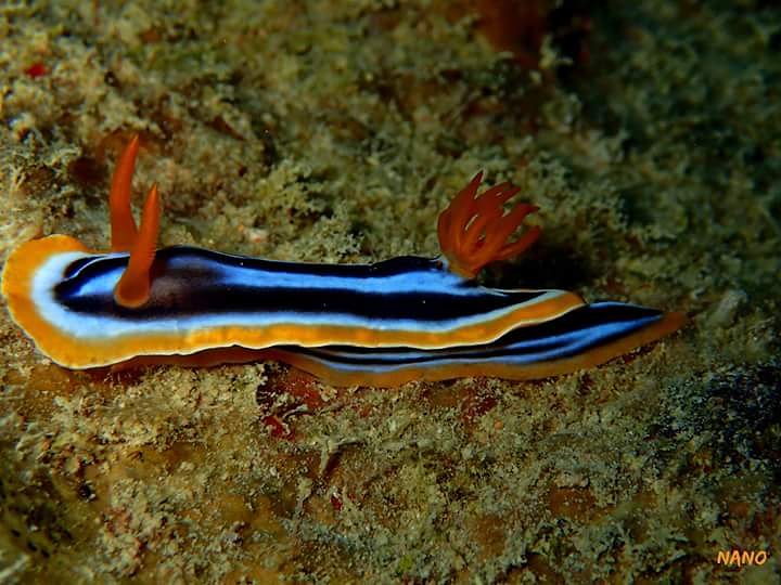 GarAriass's tweet photo. Pyjama slug

#macrophotography #flabellina #travel #viaje #buceo #dive #diving #aventura #gar_arias #scuba #españa #nudibranch #macro #mergulho #photography #art #salamanca #underwater #bajoelagua https://t.co/MyR7avzzuS