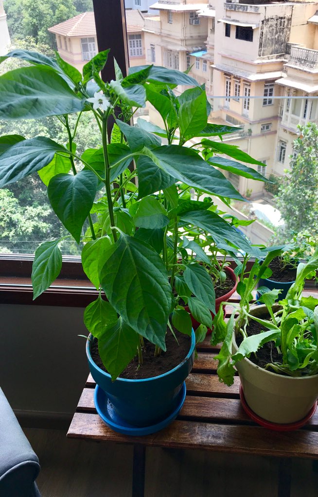 Rupa Subramanya on Twitter: "Quite proud of Shishito pepper Hoping some peppers grow real soon. #FarmerSubramanya https://t.co/iGBTcnlyu3" Twitter