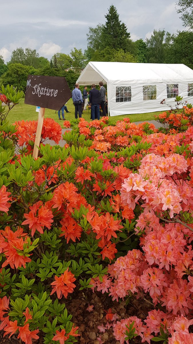 LU Botāniskā dārza vadītājs Uldis Kondratovičs stāsta par savu rododendru dārzu,  kas ir kopjams un lolojams. Sarunu teltī iedvesmojošas sarunas! #luabsolventudiena