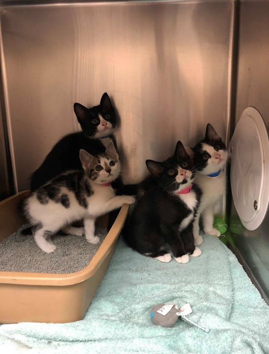 cobbkitties's tweet photo. ❤ RESCUE AND PLEDGES NEEDED ❤

4 little siblings under 2lb need Rescue commitment and pledges to help cover their.
Please help if you can.

IDs: 604849 - 52
Cage 657 https://t.co/hb2qVBP3iu https://t.co/XSgaJtZ6Kz