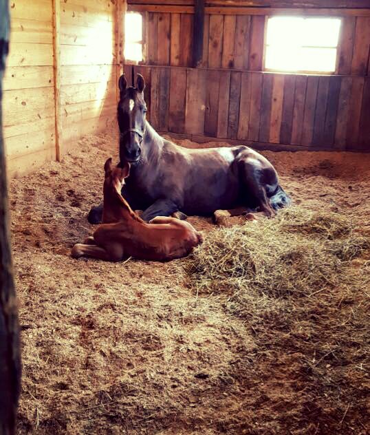 GotoGtown's tweet photo. Today's #FarmFunFriday spotlights these two cuties at Mallard Farm, a farm specializing in breeding and training of quality American Saddlebred horses! π΄ https://t.co/kLFr8N8ct8