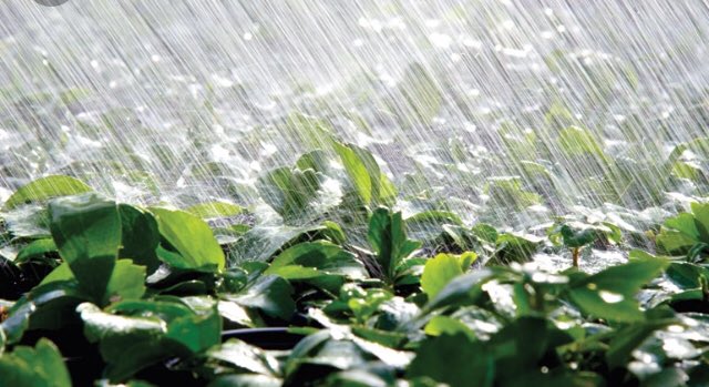 CormiersBerries's tweet photo. A weight was lifted off our shoulders yesterday and this morning #sograteful for #rain #thankyouGod #cormiersberrypatch #rainforfarmers #rainforplants https://t.co/Lh0PfrbPaq