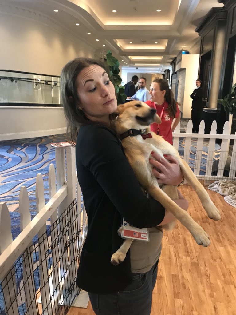 pazluv's tweet photo. I just retweeted a bunch of our pups from their two days of helping people relax at the #GartnerDMC but I didn’t have a good one of Beanie #adoptable @ The Barking Lot Rescue in San Diego #SASpaws https://t.co/mOCPLrbfAW
