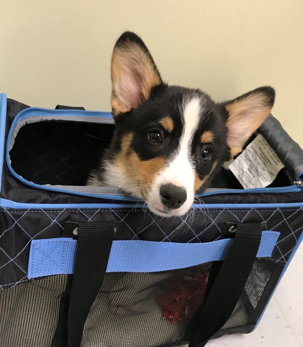 12 week old corgi puppy