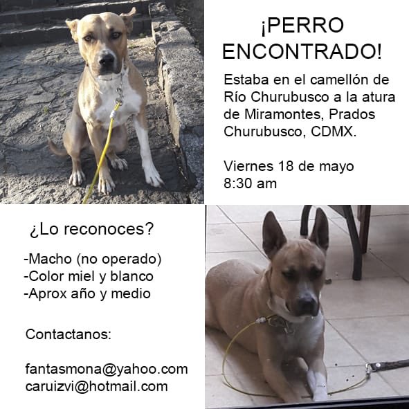 Thanks for the mention! caruizvi: Perro encontrado, es totalmente de casa, no trae placa 🙄🙄. Ayuda para encontrar a sus dueños <a href="/PerdiDogsCDMX/">Perros Perdidos CDMX</a> <a href="/PrrosPerdidosMX/">PerrosPerdidosMx</a> <a href="/APASDEM/">APASDEM, A.C.</a>  <a href="/fellpudito/">Israel González</a> <a href="/MascotaCoyoacan/">Mascotas Coyoacán 🐾</a>  <a href="/MascotasSismo/">Mascotas Sismo</a> <a href="/RefugiOceaniCAN/">Oceanican</a>