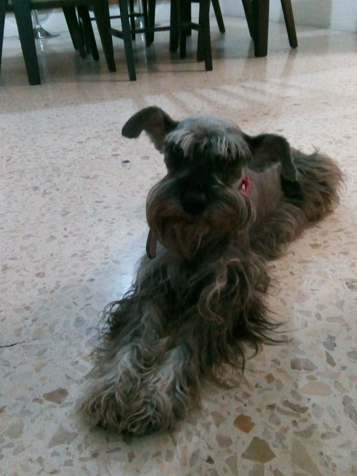 Neycalleros's tweet image. @qtf #qtf18años #programaqtf #ciudadparalasmascotas