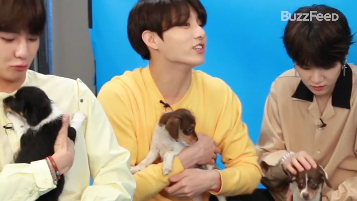 antatijjk's tweet photo. these puppies are so lucky
#iVoteBTSBBMAs @BTS_twt https://t.co/O9GS2BmIe0