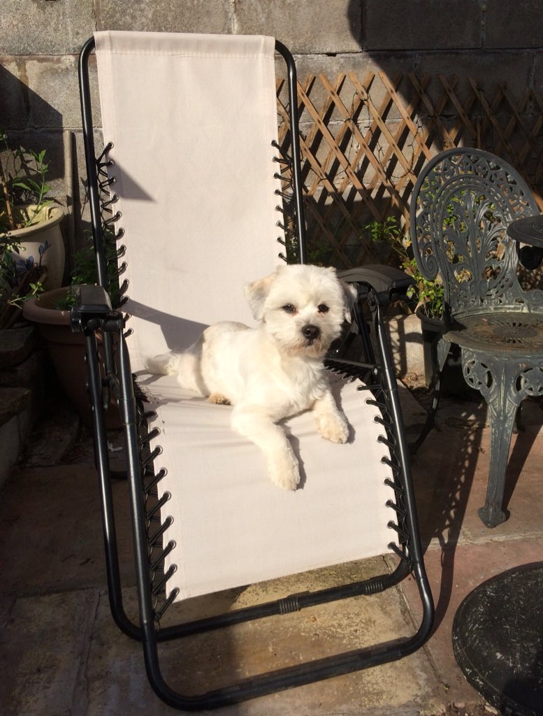 1Clearhead's tweet photo. ☀️Follow Watson’s 🐶example..... Take the opportunity this weekend to get some downtime.. it replenishes your #Energy, calms the #Mind and nourishes the #Soul.. #MentalHealthMatters #Selfcare #Live4Now #WatsonsCool https://t.co/60FdGRzb4d