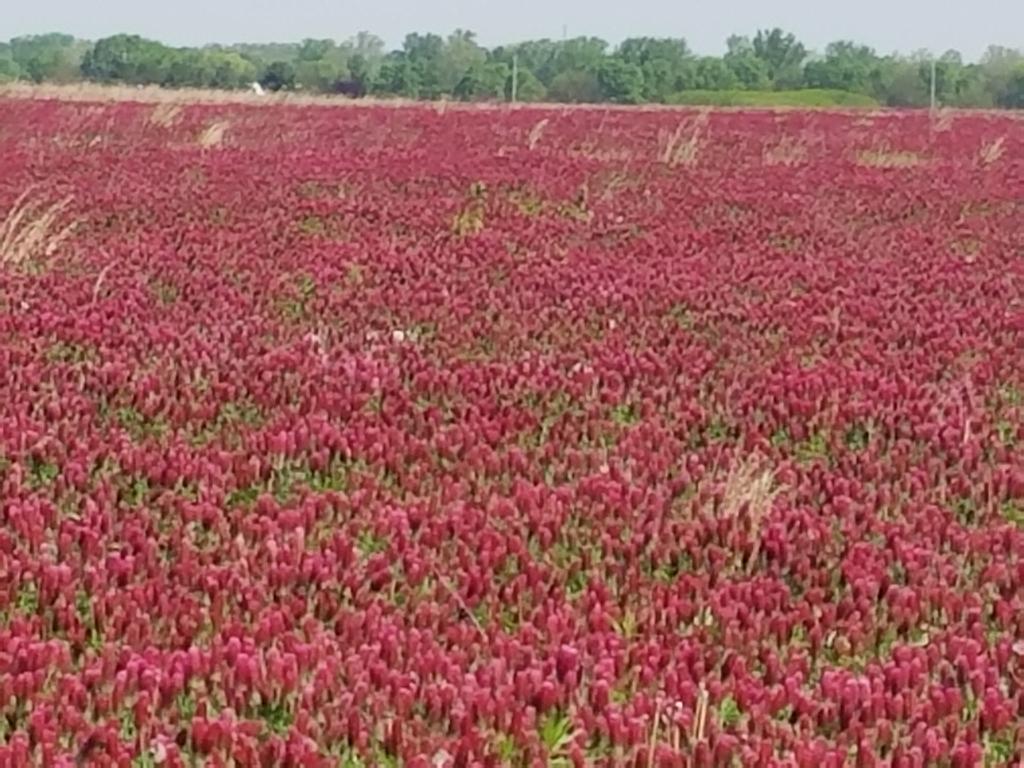 timhartsock's tweet photo. Crimson Clover 
Planted on conservation acres by Hartsock Ag https://t.co/W5H1AtC9ea