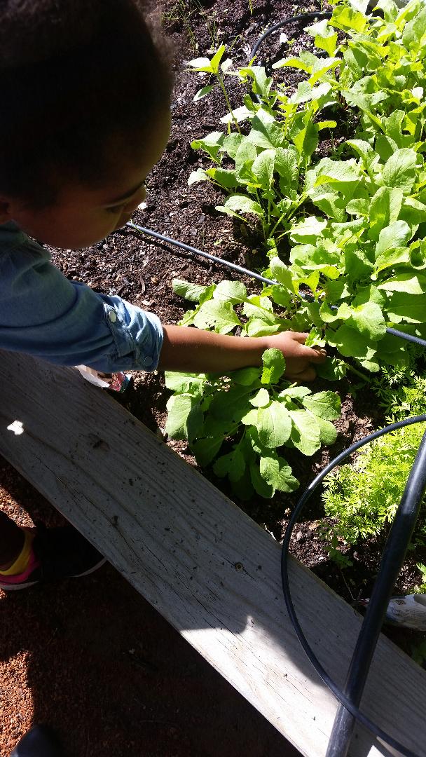 The preschoolers are so excited! They picked their own lettuce and radishes to make a salad today! Our #preschoolgarden has given our children so many new learning opportunities. 
#clnkids #endchildhomelessness