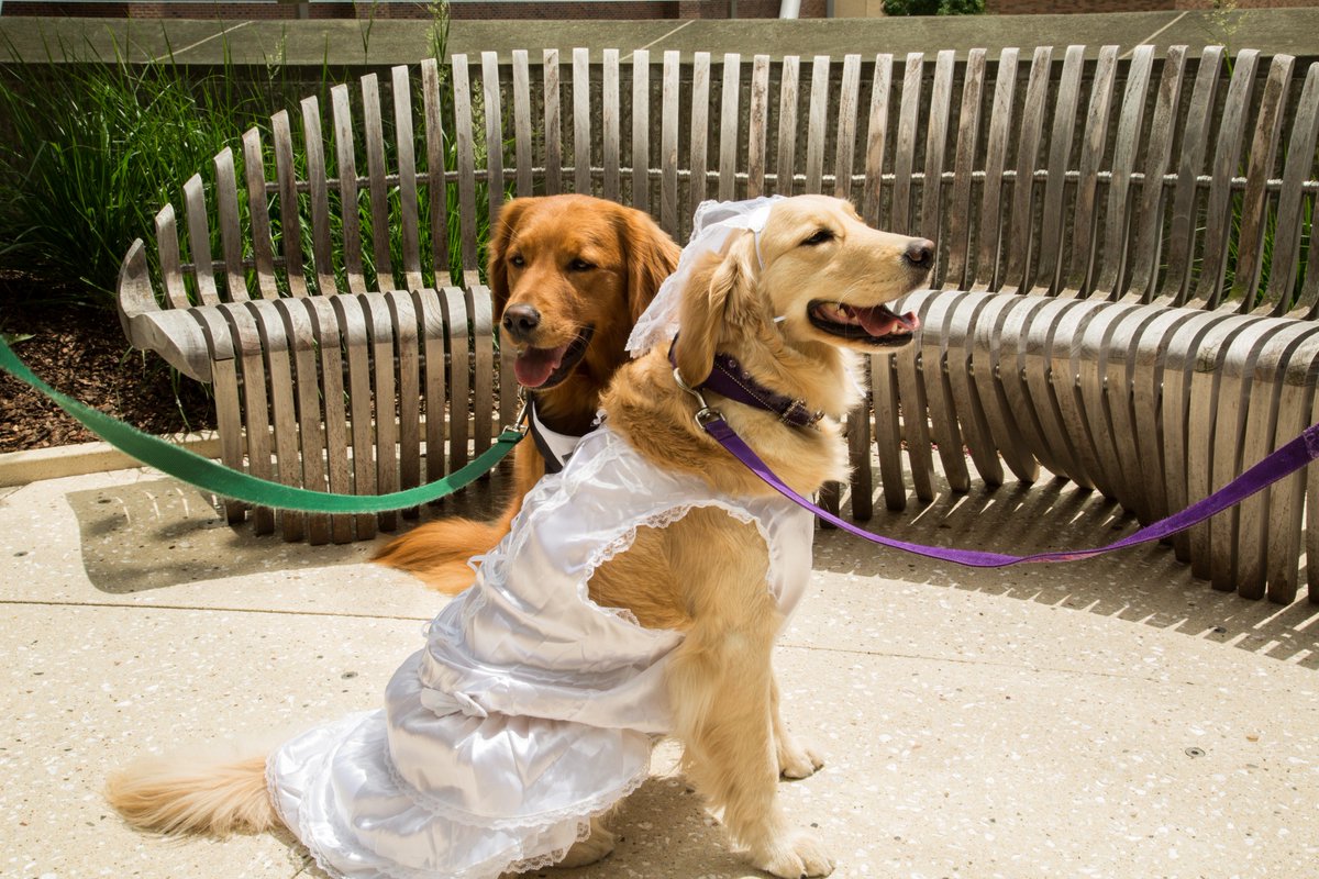ChildrensMercy's tweet photo. It's a big weekend for weddings, so help us wish a very Happy AnniFURsary to our favorite pup-couple: Hope & Hunter!!
See what @People Magazine had to say about their special day one year ago: https://t.co/St0PnHFw6N #ChildLife #DogsofCMKC #RoyalWedding https://t.co/XK2HIeSXLY