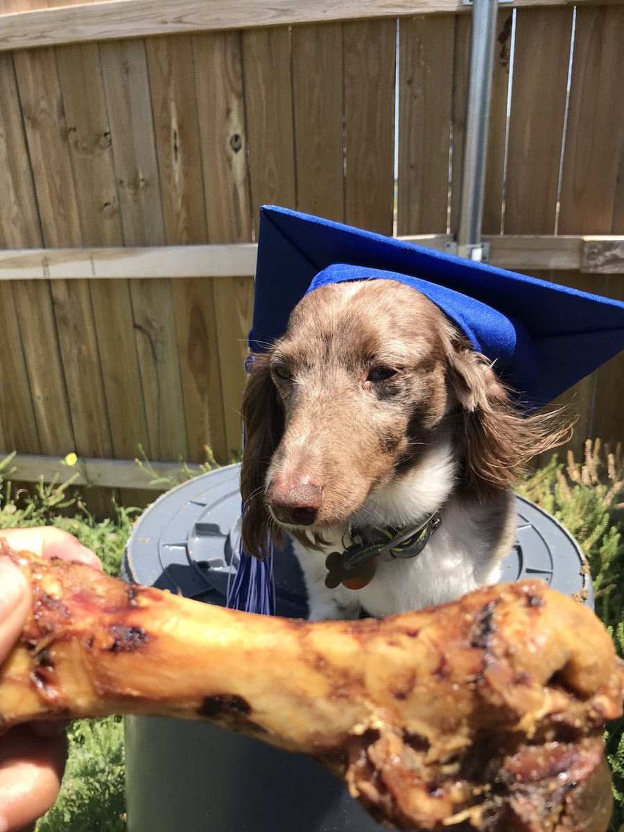 PAWS548_NFHS's tweet photo. We graduated North Forney with a Pet Degree! https://t.co/xU2T1tHhrh