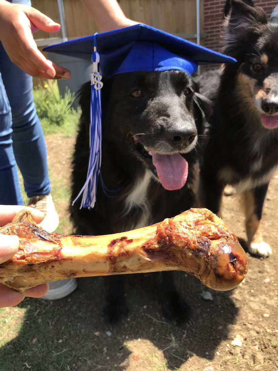 PAWS548_NFHS's tweet photo. We graduated North Forney with a Pet Degree! https://t.co/xU2T1tHhrh