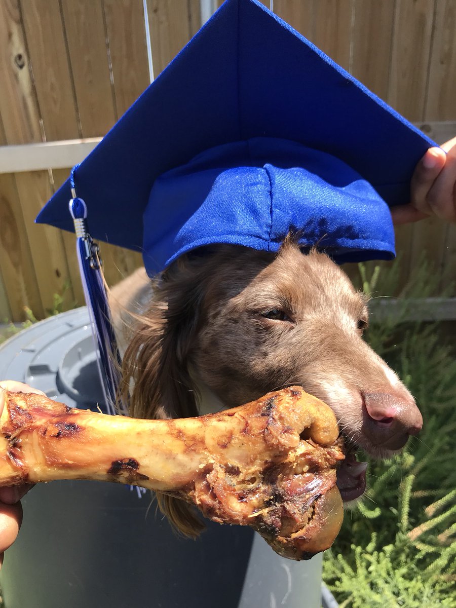 PAWS548_NFHS's tweet photo. We graduated North Forney with a Pet Degree! https://t.co/xU2T1tHhrh