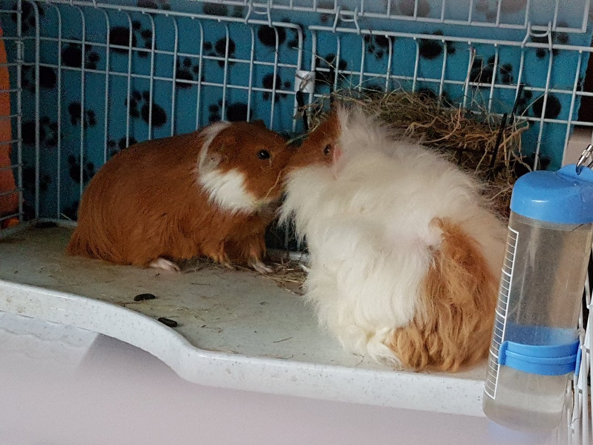 thepigposse's tweet photo. Friends again 💞
#guineapig #cavy #thepigposse #GingerDuo https://t.co/0xUTwDq5Rm
