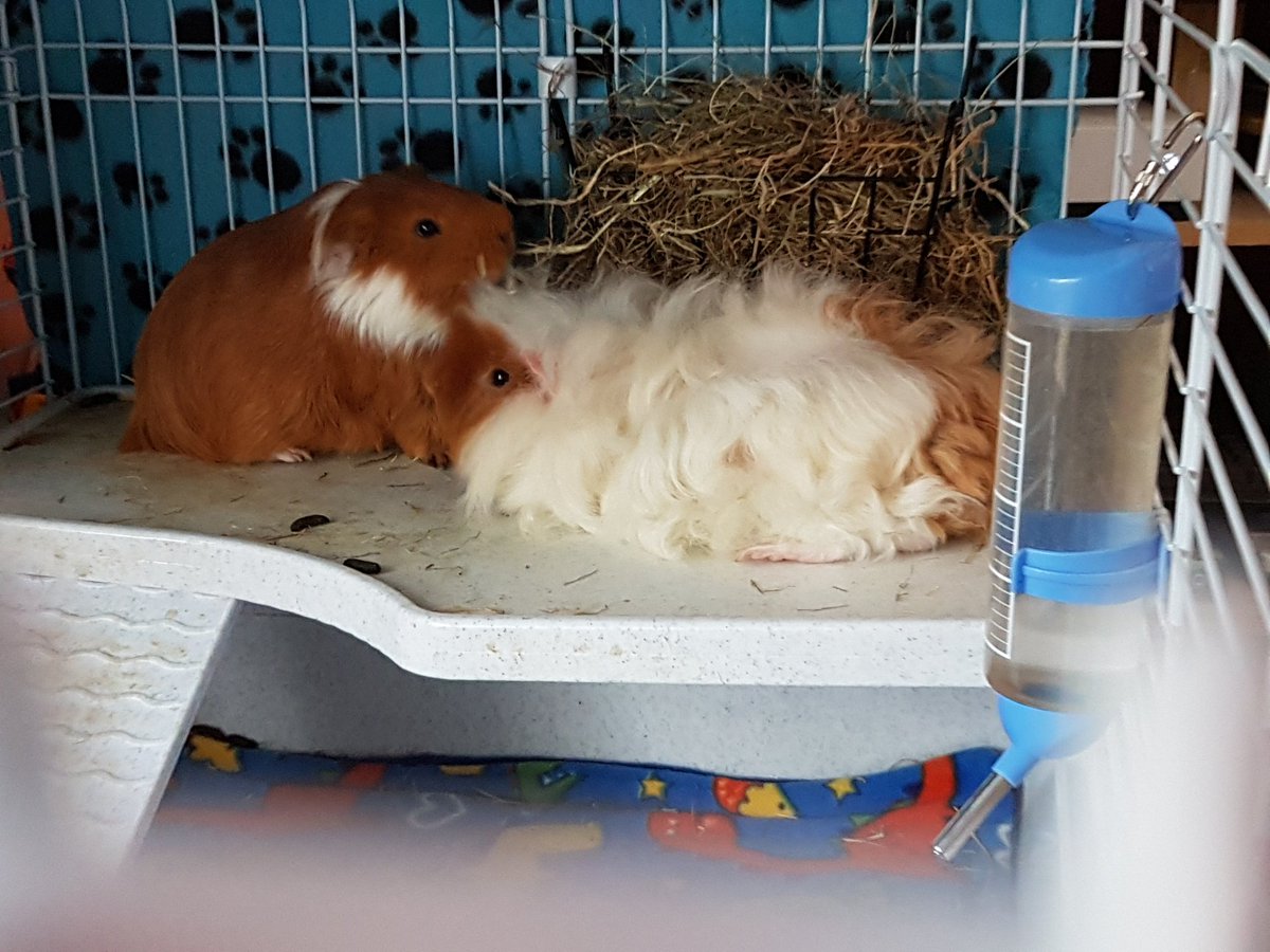 thepigposse's tweet photo. Friends again 💞
#guineapig #cavy #thepigposse #GingerDuo https://t.co/0xUTwDq5Rm