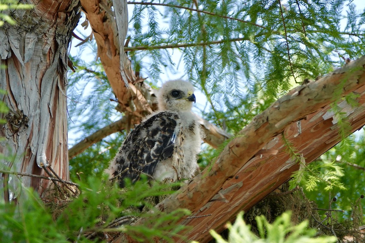 MedCLasColinas's tweet photo. 4 weeks old and growing at an incredible rate. 🐣🐥🐦 Go to https://t.co/hVBOaUlNKJ to see our live "Hawk Cam". #WeDeliverDreams #BabyHawk https://t.co/67k5GRqxxl
