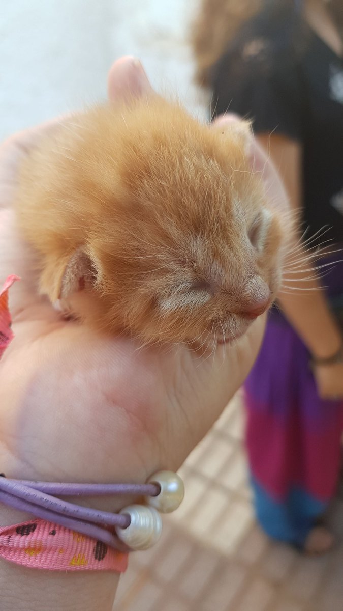 weedmiss_'s tweet photo. Illoooo lo grande y lo bonito que está ya tío 😍  y pensar que en un mes y algo va hacer un añito desde que me lo encontré fuaaaaa 😭😍 https://t.co/Nk3ayryWAV