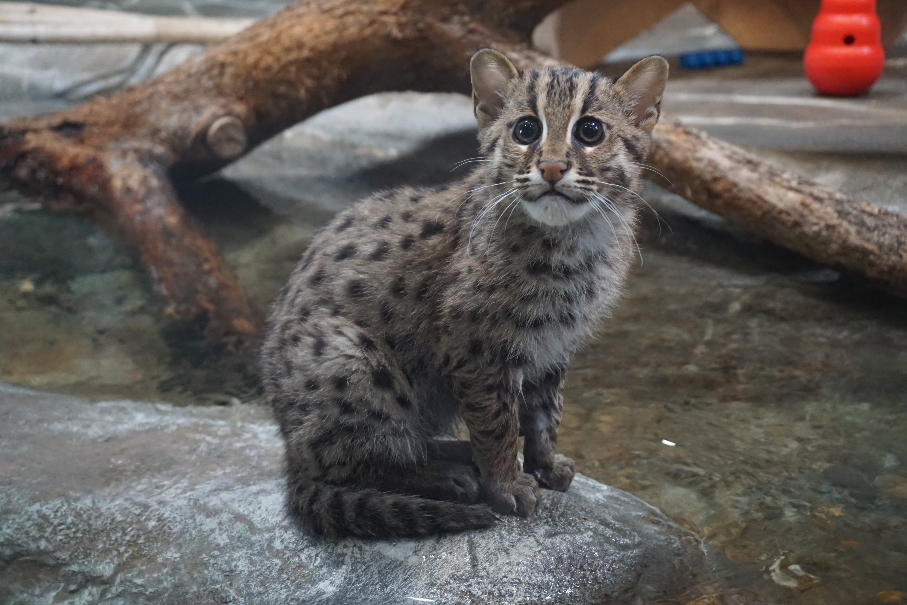 Denver Zoo on X: Conservation efforts target communities living in the fishing  cat's native habitat, focusing on increasing awareness & respect for this  important predator! We support fishing cat conservation in the