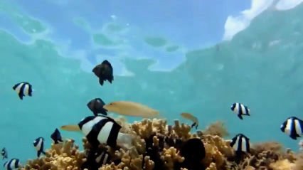 nano_reef's tweet photo. Community member dpoltsdsu shares dive footage of coral reefs from around the South Pacific in French Polynesia and the Cook Islands. See some of the coral that we keep in our tanks out in the wild! Thanks for sharing dpoltsdsu! https://t.co/BIxAEUjoUp #nanoreef #reefaquarium https://t.co/sOMG4Eov0s