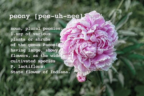 Peony By Definition Art Print by Sharon Popek buff.ly/2Im70WV #artwithtype #peony #peonies #flowerpower #flowerphotography #flowerart #flowerprints #photography